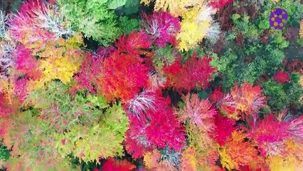 intro-logo-newaudio-15-min-20220115-204830