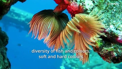 Meet the Jordanian diving duo dedicated to marine conservation