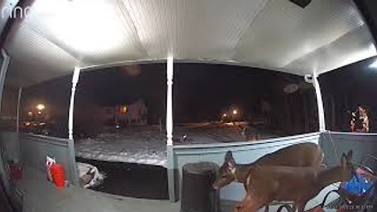 Deer Family Scavenging Late at Night on Porch
