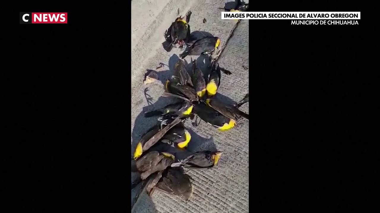 Mexique : Des centaines d'oiseaux meurent mystérieusement en même temps