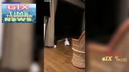 Cheetah slams into window when it tries to pounce on seven-month-old baby in safari lodge