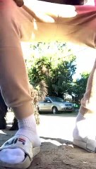 Dog Hasn't Quite Figured Out Fetch