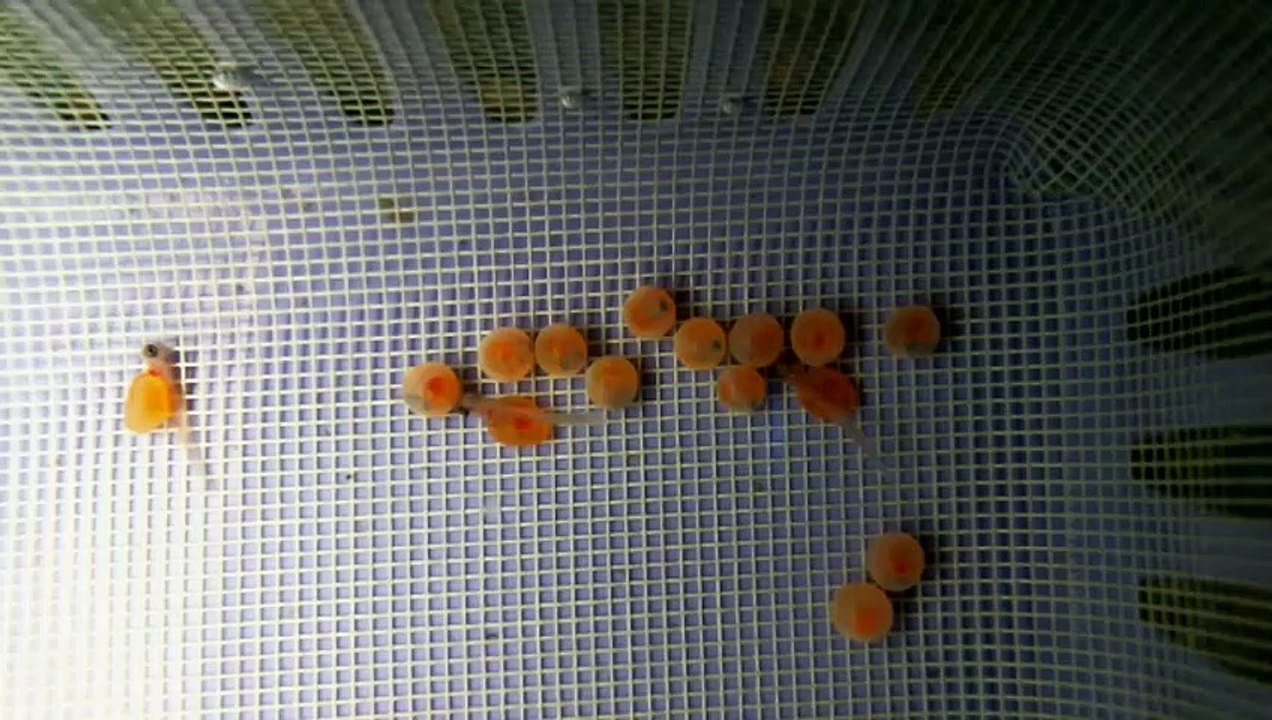 EPCAMR's Trout Tank 18 Eggs Hatched 02/14/2022