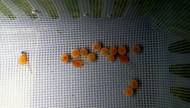 EPCAMR's Trout Tank 18 Eggs Hatched 02/14/2022