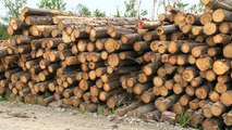 L’impasse entre le syndicat des producteurs de bois de la Gaspésie et les transporteurs forestiers