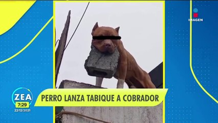Perro lanza tabique a cobrador  _ Noticias con Francisco Zea