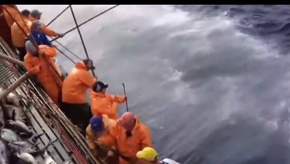 #catching fish video