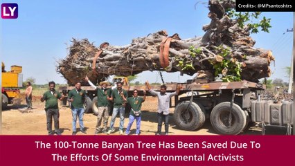 Banyan Tree, 70-Years-Old, Uprooted In Storm In Telangana, Translocated After Four Months