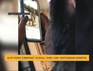 #Bualan 30 April: Klip video cimpanzi 'scroll' dan 'like' Instagram dikritik