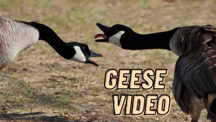 Canada Geese Sound Effects Video By Make By Kingdom Of Awais