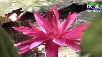 Siluvayi Needa  _ Nesaravarum _ Hema John _ Jacob _ Krish Adonai