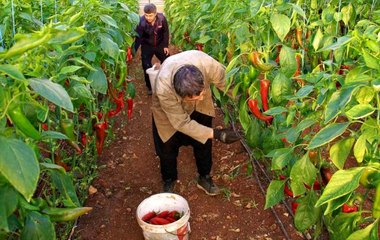 Kırmızı biber tarlada 12, markette 25 lira! Aradaki farka üretici bile tepkili