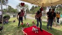 Matrimonios perrunos para celebrar San Valentín