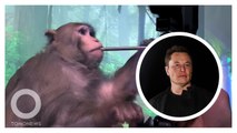 Neuralink Dituduh Bikin Monyet Percobaan Menderita Ekstrem