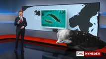 Sjælden hvalart svømmet ind i Kolding fjord | Næbhval | 1-2 | Jørn Chemnitz | Charlotte Bie Thøstesen | 25-01-2022 | TV SYD @ TV2 Danmark