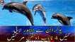Dolphins imported from Ukraine for Lahore show die