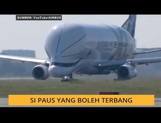 #Bualan 15 April: Si Paus yang boleh terbang