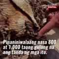 1,000-year-old mummies, nahukay sa Peru | GMA News Feed