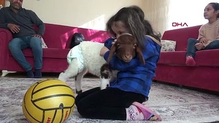 'Kahve' isimli kuzunun altını bezleyip bebek gibi bakıyorlar