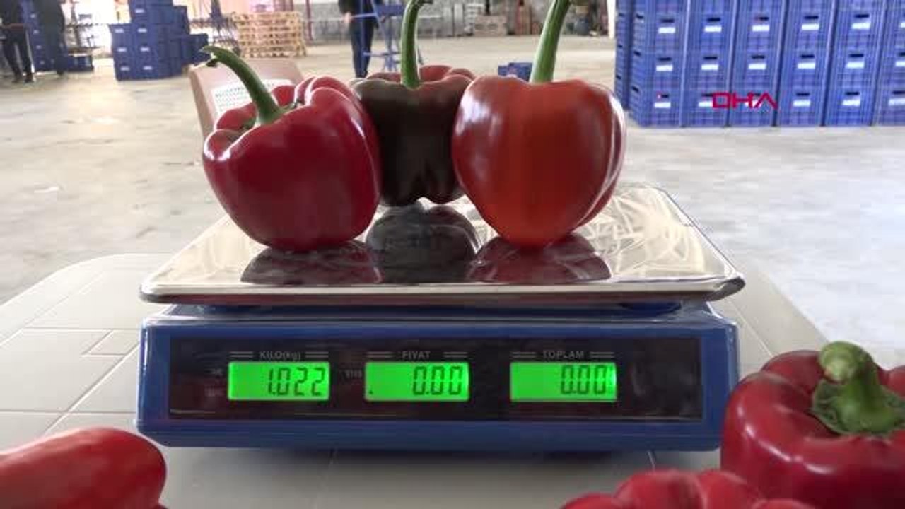 ÜÇ TANESİ 1 KİLO GELİYOR, ÜRETİMİN TAMAMI İHRAÇ EDİLİYOR