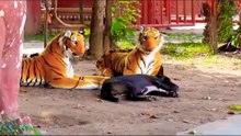 Tiger prank in the Back [Plushie].