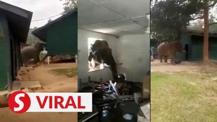 Elephant scavenges for food at army base in Perak