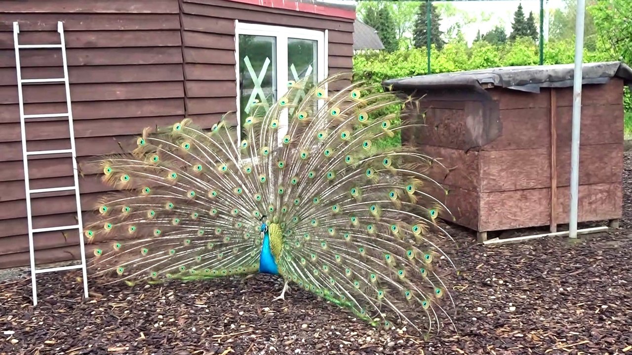 ஜெர்மனி  காமாட்சி அம்பாள் மயில்# germany kamatchi ambal peacock