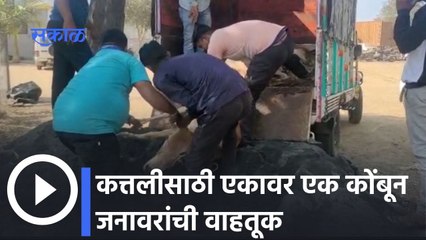 Nashik: कत्तलीसाठी एकावर एक कोंबून जनावरांची वाहतूक