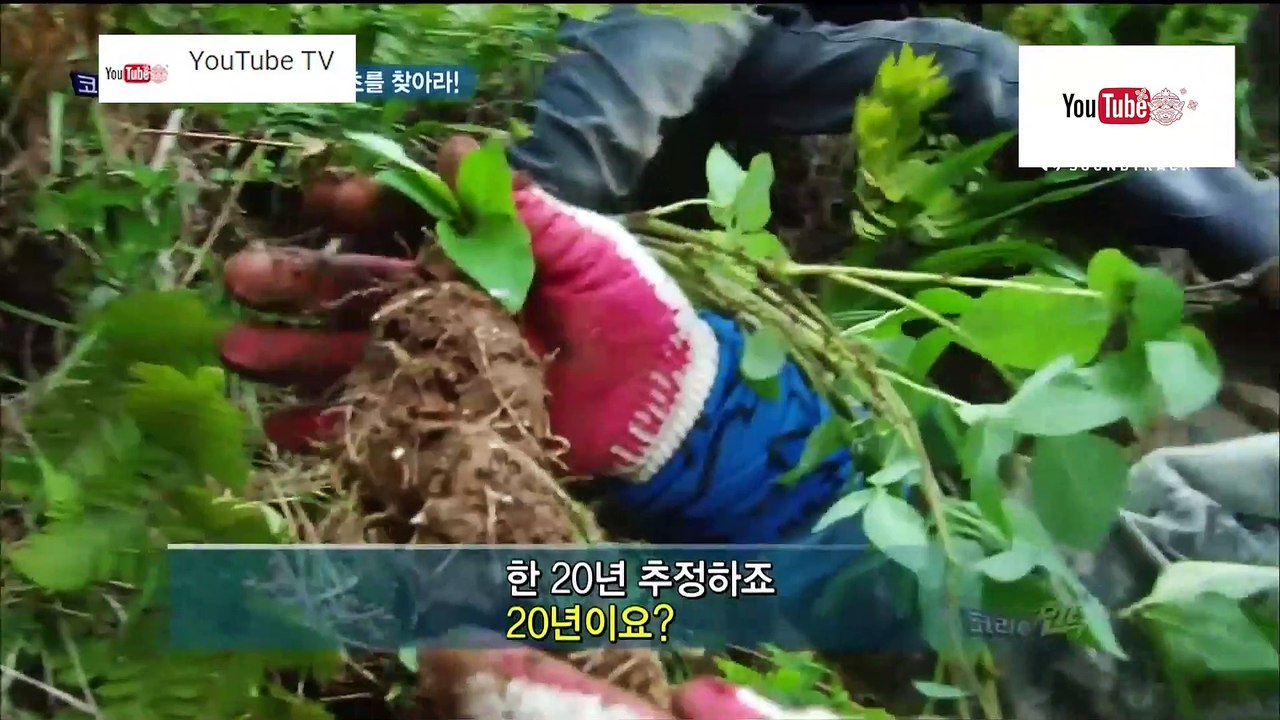 ความลับแห่งเอเชีย ชุด Korea Hunter ตอน ตามหาสมุนไพรที่เกาะร้าง