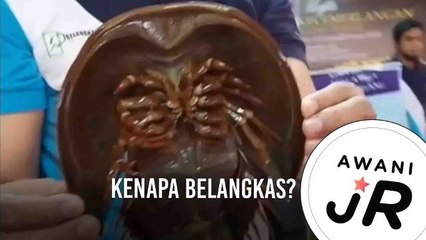 #AWANIJr: Kenapa Belangkas?