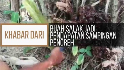 Khabar Dari Kedah: Buah Salak jadi pendapatan sampingan penoreh