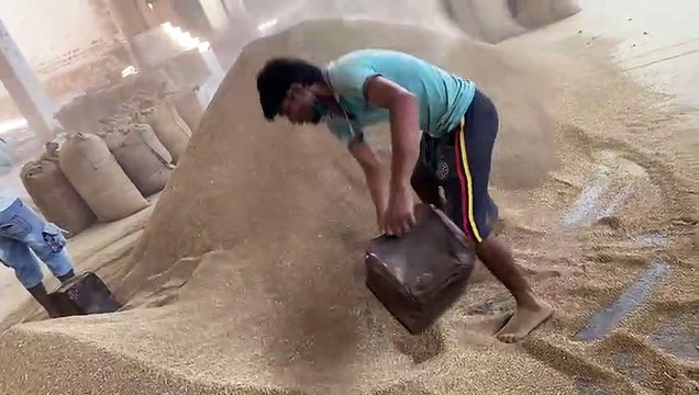 JODHPUR KRISHI MANDI BHAV-जीरा लुढक़ा, ग्वार-गम में भी गिरावट