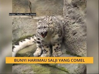#Bualan 4 Mac: Kisah gajah liar yang bijak, Bunyi harimau salji 'mengiau'