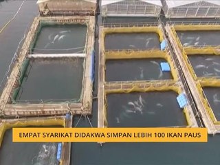Empat syarikat didakwa simpan lebih 100 ikan paus