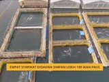 Empat syarikat didakwa simpan lebih 100 ikan paus