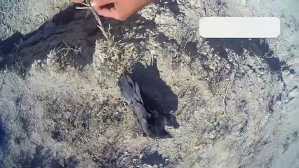 Build traps for live bird hunting