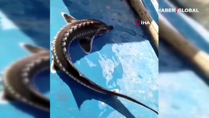 Elazığ'da ağlara takıldı... Bu balık 2 milyon lira kazandırabilir!