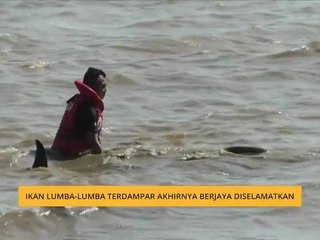 Ikan lumba-lumba terdampar akhirnya berjaya diselamatkan