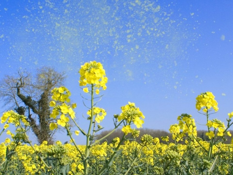 Die Pollen sind los: Woran erkennt man Heuschnupfen?