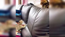 Baby Cats - Cute and Funny Cat Videos Compilation #39 - Aww Animals