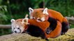 red panda || endangered animals || Indian animals ||  Indian wildlife ||animals||birds