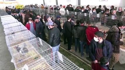 Nothing to Cluck At! Libya Hosts a Chicken Beauty Pageant