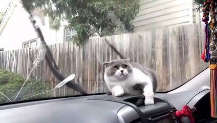 Baby Cats - Cute and Funny Cat Videos Compilation #37 - Aww Animals