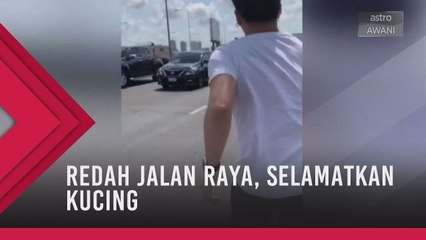Redah jalan raya, selamatkan kucing