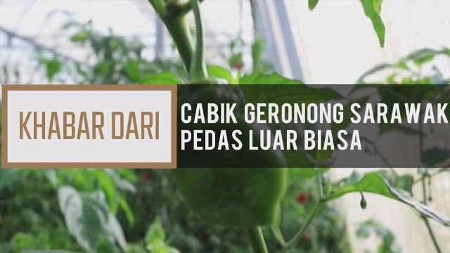 Khabar Dari Sarawak: Cabik geronong Sarawak pedas luar biasa
