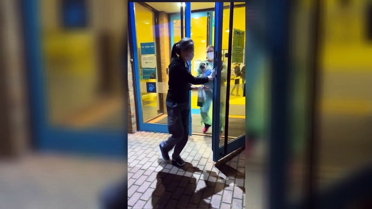 TikTok famous Puggy Smalls leaving vets after ear surgery