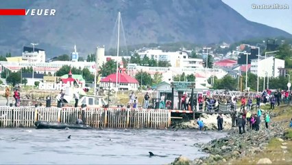 Dozen of Confused Dolphins Narrowly Escape Death After Coming Too Close to Land