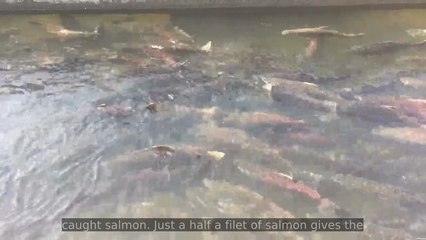 Using Salmon To Boost Immunity
