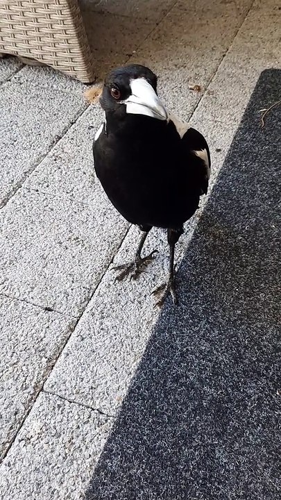 Magpie Makes Some Music