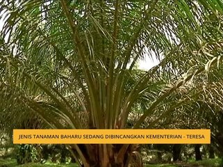 Jenis tanaman baharu sedang dibincangkan kementerian - Teresa